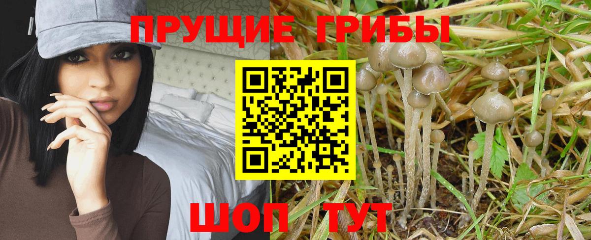 Ижевск  сколько стоит  Вход с VPN  Галлюциногенные грибы мицелий 
